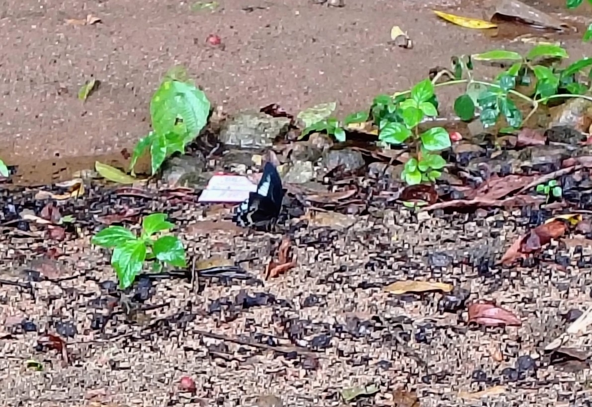 Island Mormon