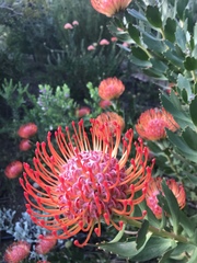 Leucospermum × hybridum