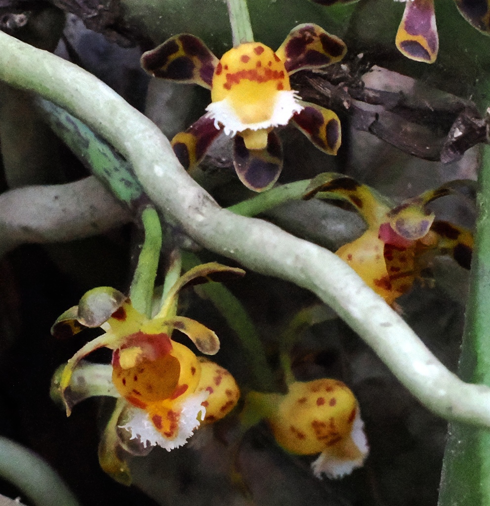 Gastrochilus calceolaris