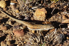 Pedioplanis lineoocellata