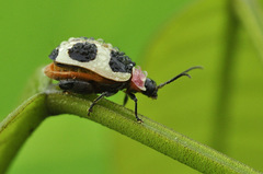 Alagoasa bipunctata