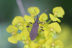 Dicranocephalus albipes