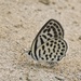 Veined Pierrot - Photo (c) Subhajit Roy, some rights reserved (CC BY-NC-ND), uploaded by Subhajit Roy