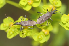 Dicranocephalus albipes