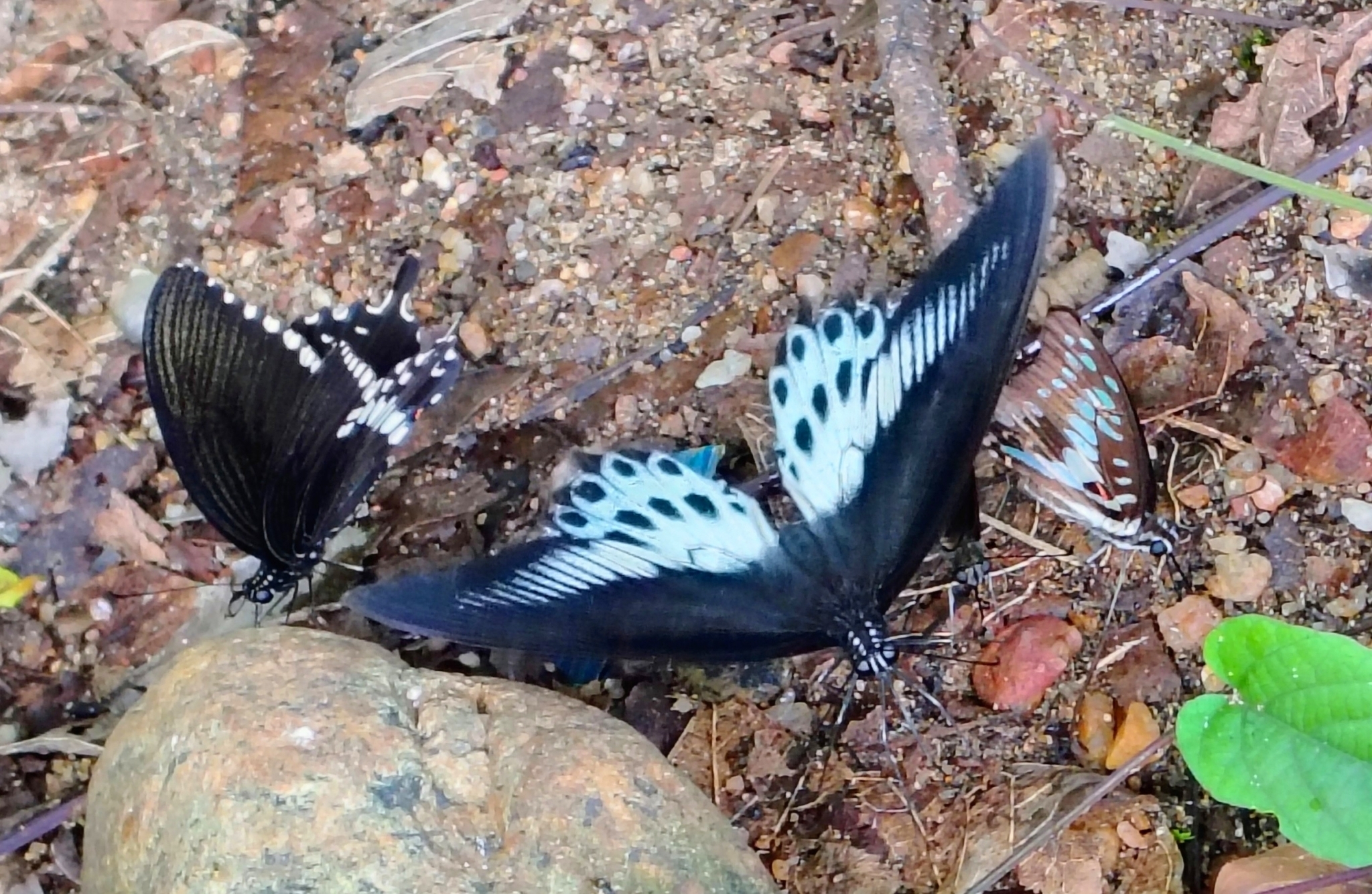 Common Mormon