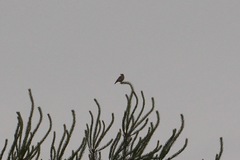 Lullula arborea