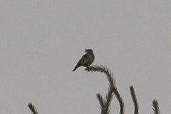Lullula arborea