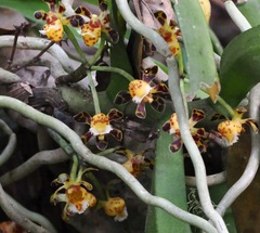 Gastrochilus calceolaris, photograph (c) desertnaturalist, some rights reserved (CC BY)