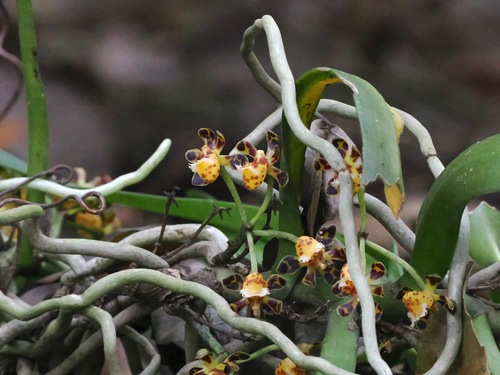 Gastrochilus calceolaris, photograph 4