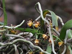 Gastrochilus calceolaris, photograph (c) desertnaturalist, some rights reserved (CC BY)