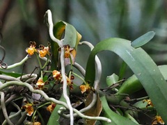 Gastrochilus calceolaris, photograph (c) desertnaturalist, some rights reserved (CC BY)