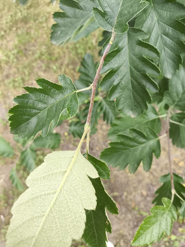 Pyrus