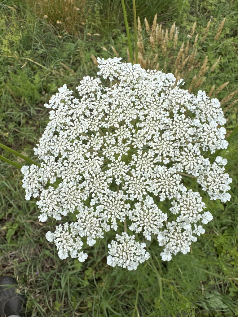 Daucus carota