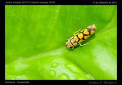 Pawiloma multilunatula