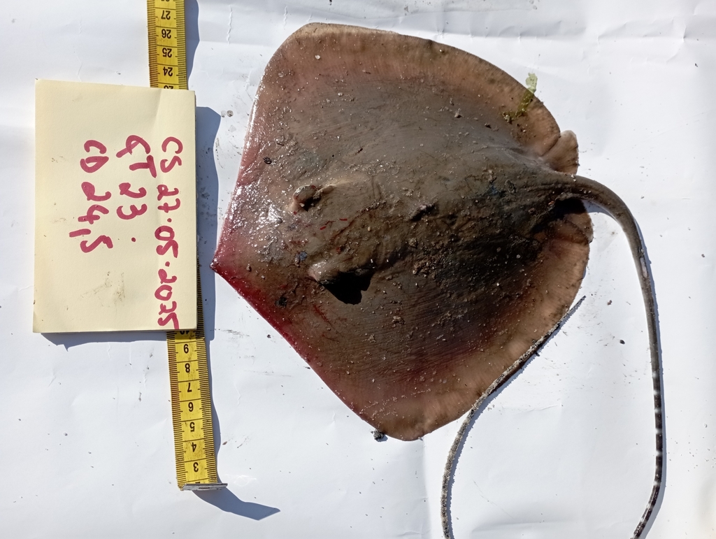 Baraka's Whipray