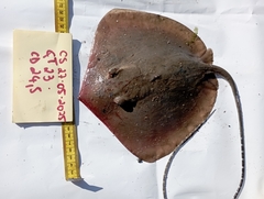 Baraka's Whipray photo 1