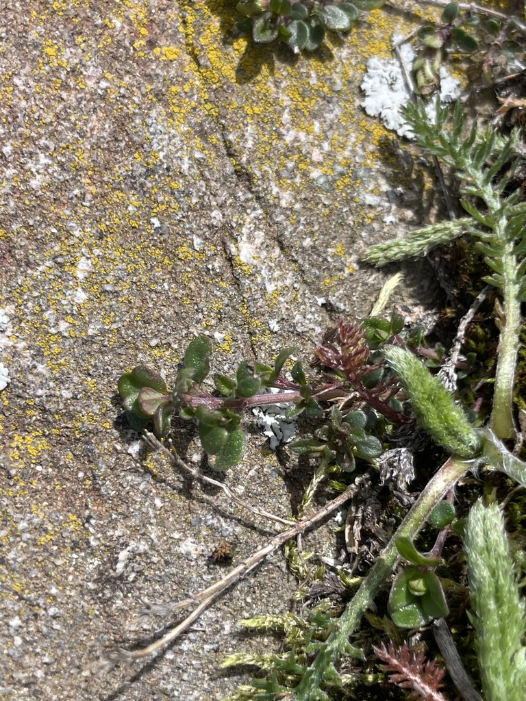 Thymus