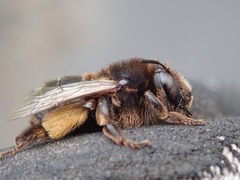 Anthophora retusa