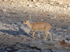 Raphicerus campestris steinhardti