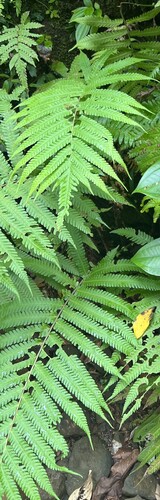 Sphaerostephanos productus observed 2025-05-18