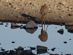 Raphicerus campestris steinhardti