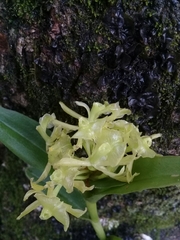 Epidendrum melistagum