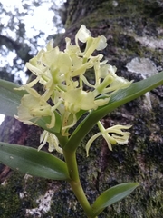 Epidendrum melistagum