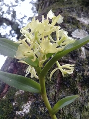 Epidendrum melistagum