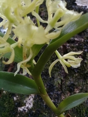 Epidendrum melistagum