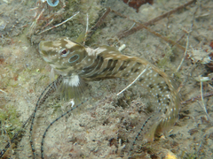 Salaria pavo