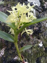 Epidendrum melistagum