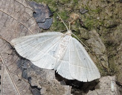 Nothomiza achromaria