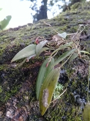 Acianthera