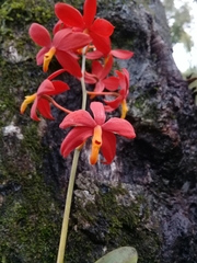 Prosthechea vitellina