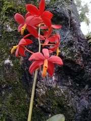Prosthechea vitellina