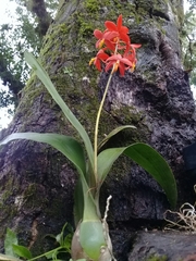 Prosthechea vitellina