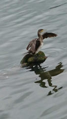 Phalacrocorax carbo
