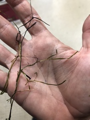 Potamogeton berchtoldii