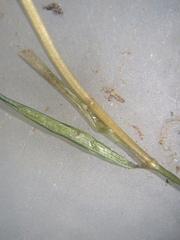 Potamogeton berchtoldii