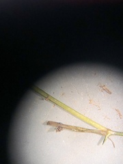 Potamogeton berchtoldii