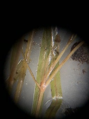 Potamogeton berchtoldii