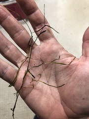 Potamogeton berchtoldii