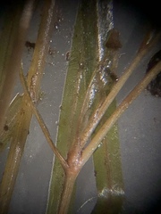 Potamogeton berchtoldii
