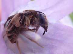 Andrena pandellei