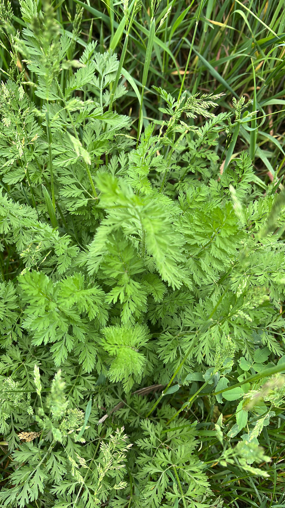 Daucus carota