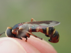 Physocephala vittata