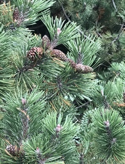 Pinus