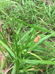 Carex squarrosa
