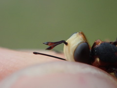 Physocephala vittata