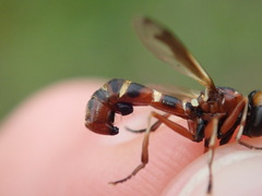 Physocephala vittata
